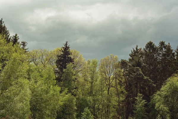 Kara Bulutlu Bir Gökyüzünün Altında Ağaçlarla Kaplı Bir Orman Kenarı — Stok fotoğraf