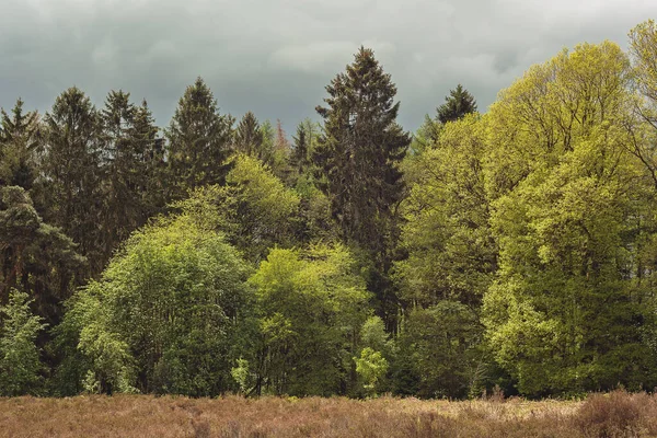 Kara Bulutlu Bir Gökyüzünün Altındaki Çalılıklarda Kozalaklı Yaprak Döken Ağaçlarla — Stok fotoğraf