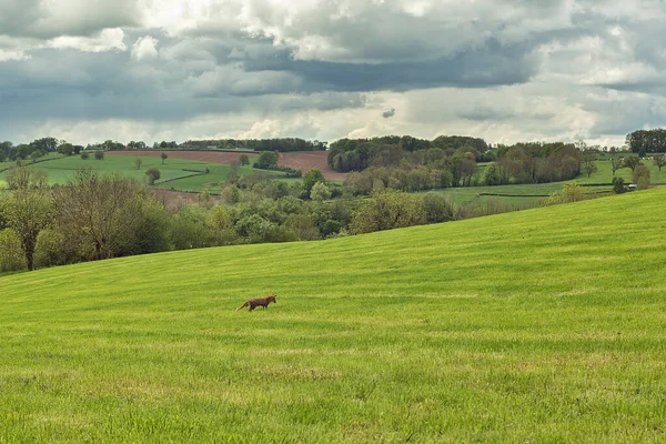 Ein Fuchs Auf Einer Abschüssigen Wiese Einer Hügeligen Frühlingslandschaft Mit — Stockfoto