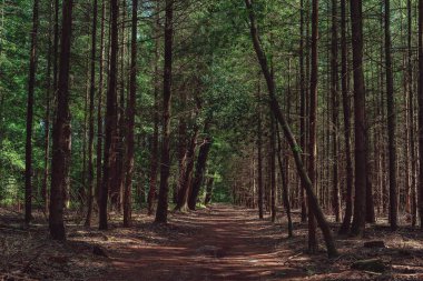 Path in dense sunny forest in summer.