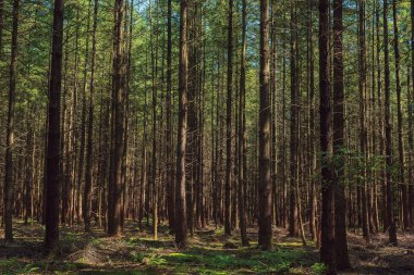 Trunks of pines in a dense forest in summer.
