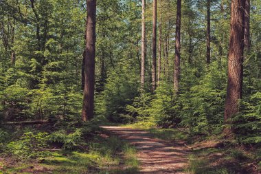 Hiking path in a pine forest in summer.