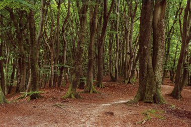 Hiking trail between winding tree trunks in a dense summer forest.