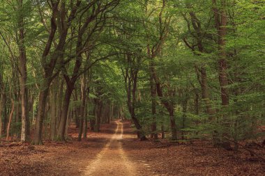 Hiking trail in lush dense summer deciduous forest.