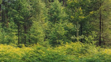 Young pine and deciduous trees with ferns in a lush forest in summer.