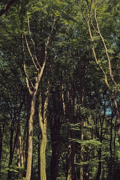 Стовбури Дерев Зелене Листя Сонячному Літньому Лісі — стокове фото