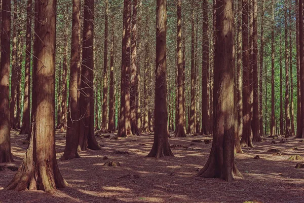 Tree Trunks Sunny Dense Pine Forest — Stock Photo, Image