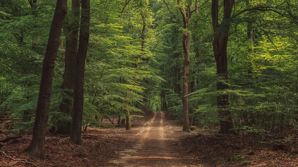 Hiking Trail Lush Dense Summer Deciduous Forest — Stok fotoğraf