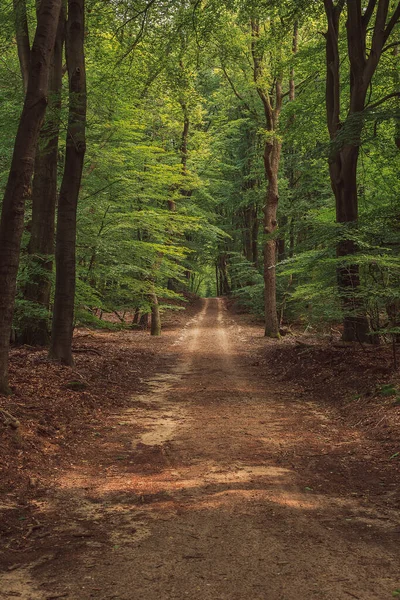 Hiking Trail Lush Dense Summer Deciduous Forest — Stock Photo, Image