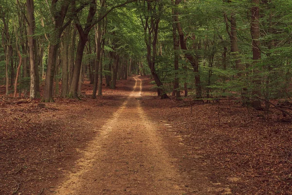 Hiking Trail Lush Dense Summer Deciduous Forest — Stock Photo, Image