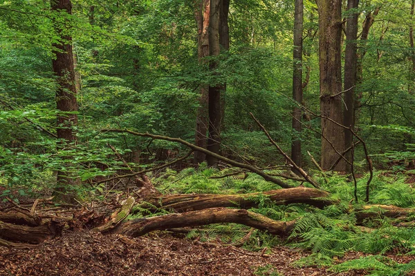 Lush Dense Summer Deciduous Forest Fallen Tree Trunk Ferns — Foto Stock