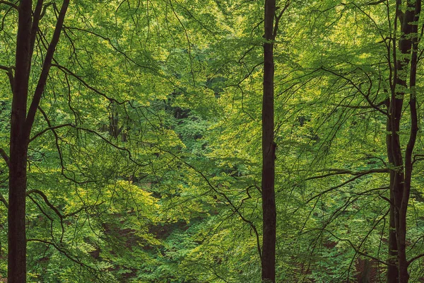 Густе Листя Влітку Стовбурами Дерев Між — стокове фото