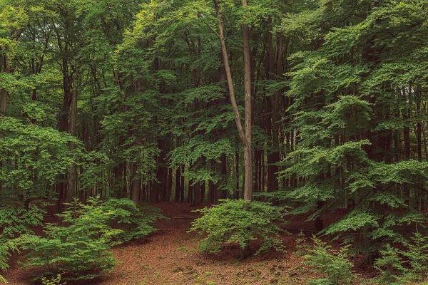 Lush Green Deciduous Forest Summer — Stok fotoğraf