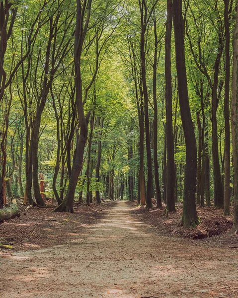 Hiking Trail Winding Tree Trunks Deciduous Forest Summer — Fotografia de Stock