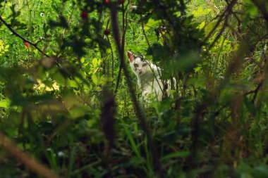 Uzun çimenlerde oturan beyaz kedi çalıların arasından dikkatle bakıyor..