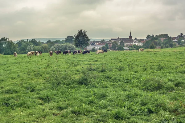 Paesaggio Collinare Con Prato Con Mucche Piccolo Villaggio Sullo Sfondo — Foto Stock