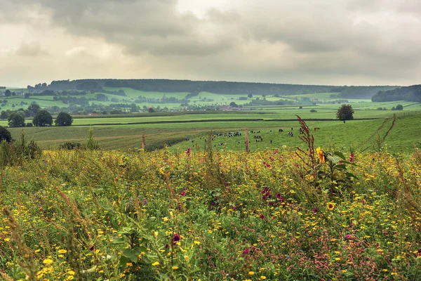 Hügelige Landschaft Mit Wilden Blumen Kühen Wiesen Bäumen Und Einem — Stockfoto