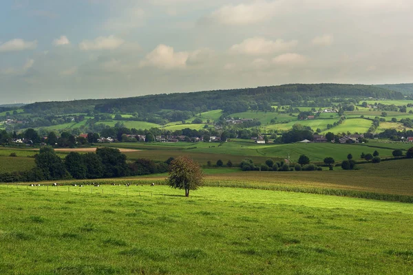 Paysage Vallonné Luxuriant Avec Prairies Arbres Petits Villages Sous Ciel — Photo