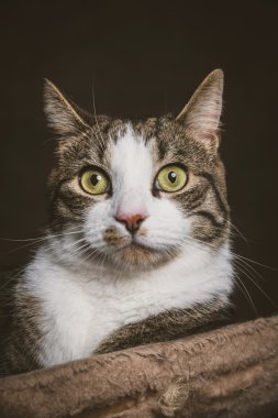 sevimli genç tekir kedi beyaz göğüs sonrası çizilmemesi yalan ile bir