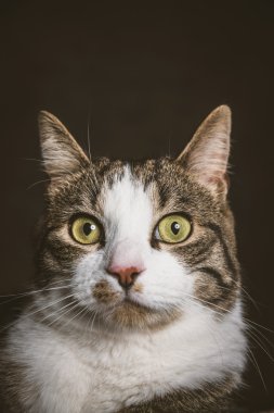 sevimli genç tekir kedi ile beyaz göğüs koyu kumaş backgr karşı
