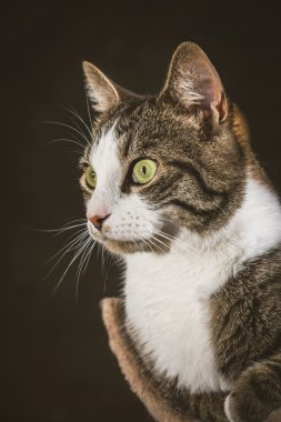 sevimli genç tekir kedi beyaz göğüs sonrası çizilmemesi yalan ile bir