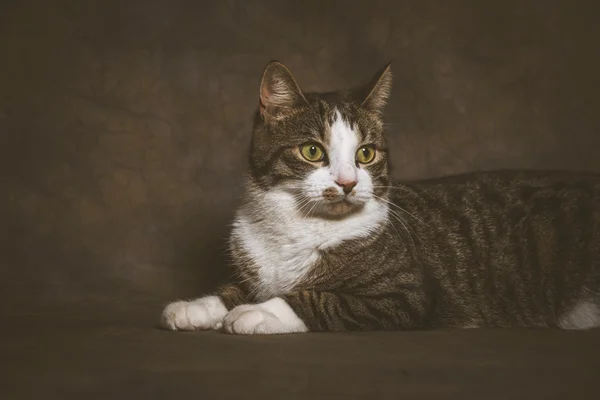 Cute young tabby cat with white chest against dark fabric backgr — Stock Photo, Image