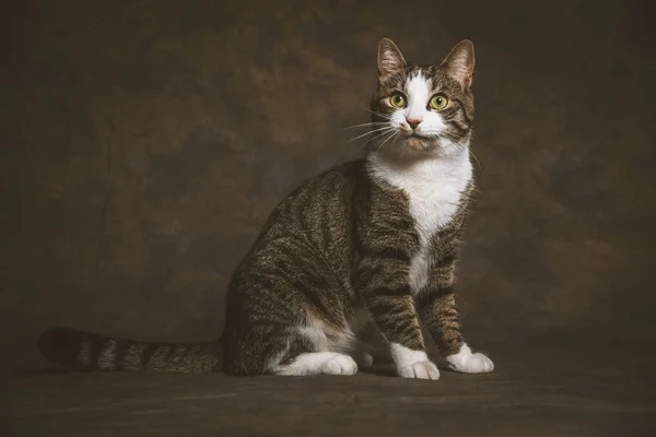 Cute young tabby cat with white chest against dark fabric backgr — Stock Photo, Image