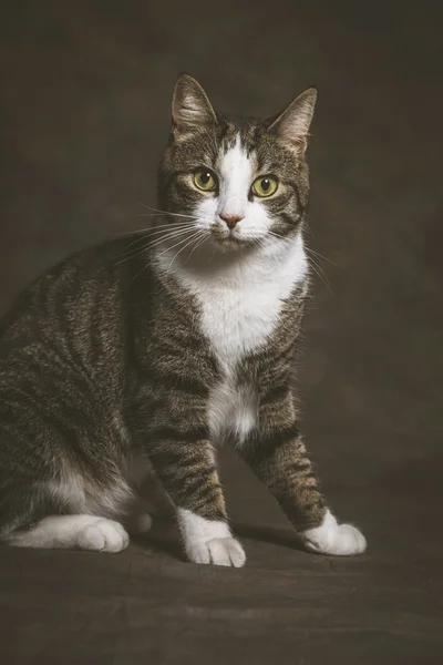 Lindo gato joven tabby con el pecho blanco contra la tela oscura backgr — Foto de Stock