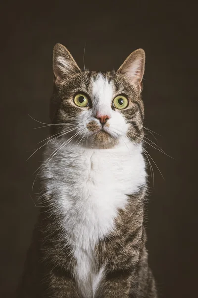 Cute young tabby cat with white chest against dark fabric backgr — Stock Photo, Image