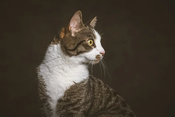 Lindo gato joven tabby con el pecho blanco contra la tela oscura backgr — Foto de Stock