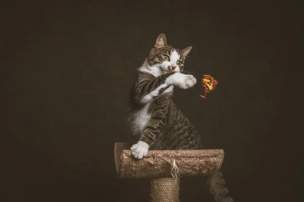 Oznámení hravé mladé mourovatá kočka s bílou hrudí na ovní tabulka — Stock fotografie