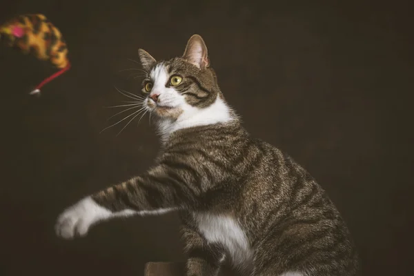 Allarme giocoso giovane gatto tabby con petto bianco seduto su scratc — Foto Stock