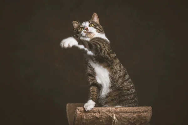 Alert playful young tabby cat with white chest sitting on scratc — Stock Photo, Image