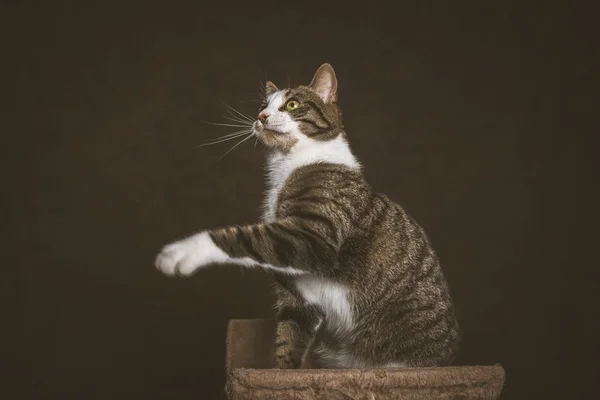 Alert playful young tabby cat with white chest sitting on scratc — Stock Photo, Image