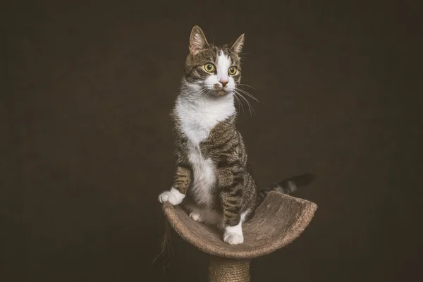 Wachsame verspielte junge Tabby-Katze mit weißer Brust auf Kratzer sitzend — Stockfoto