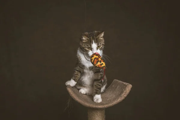 Scratc oturan beyaz göğüs ile uyarı oynak genç tekir kedi — Stok fotoğraf