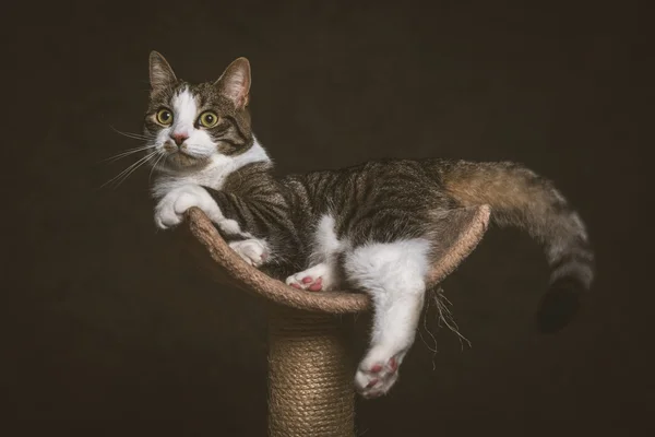 Niedliche junge gestromte Katze mit weißer Brust auf Kratzbaum liegend a — Stockfoto