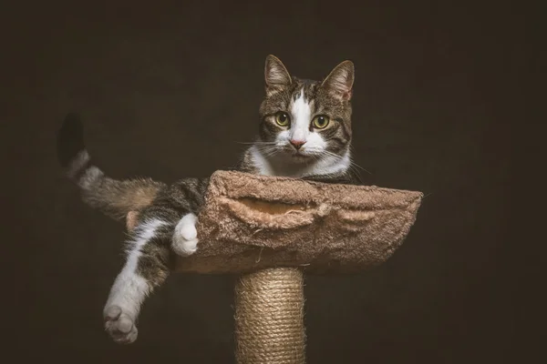 Cute young tabby cat with white chest lying on scratching post a — Stock Photo, Image