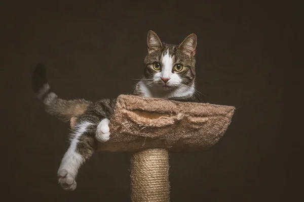 Schattige jonge Cyperse kat met witte borst liggend op krassen post een — Stockfoto