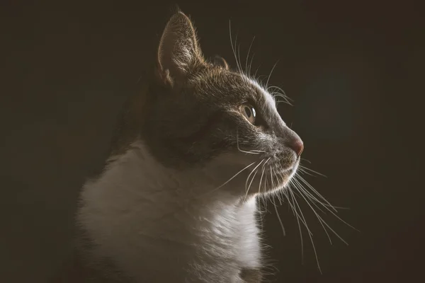 Süße junge gestromte Katze mit weißer Brust gegen dunklen Stoffrücken — Stockfoto