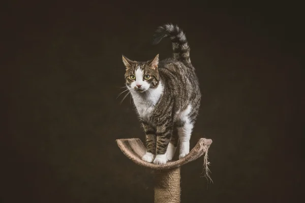 Cute young tabby cat with white chest standing on scratching pos — Stock Fotó