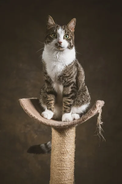 Cute young tabby cat with white chest sitting on scratching post — Stock Photo, Image