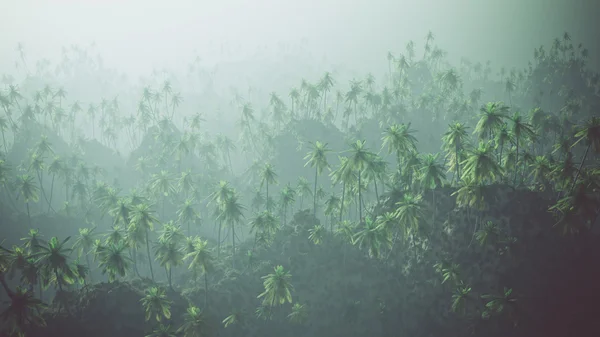 Vue aérienne de la forêt de palmiers dans la brume . — Photo