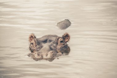 Hippo in the water. Mpongo game reserve. Eastern Cape. South Afr clipart