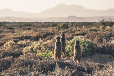 Three meerkats at sunrise standing towards the sun. Warming up.  clipart