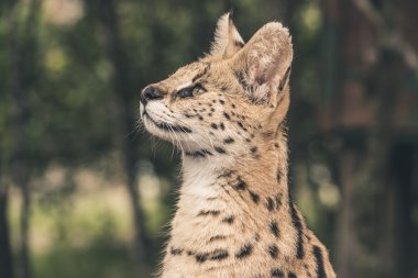 Serval kedisi headshot. Tenikwa yaban hayatı kutsal. Plettenberg 