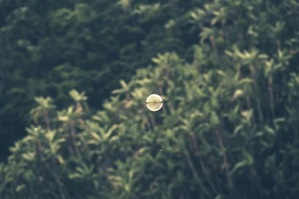 Bola de sabão único flutuando ao ar livre com palmas verdes borradas em t — Fotografia de Stock