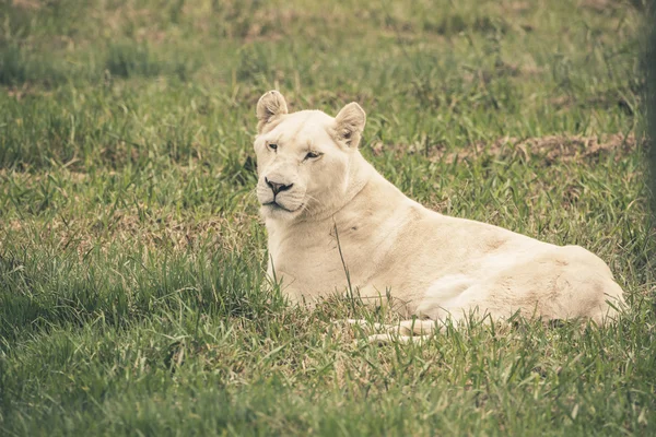 Beyaz dişi aslan çim yalan. Mpongo oyun rezerv. Güney Afr — Stok fotoğraf