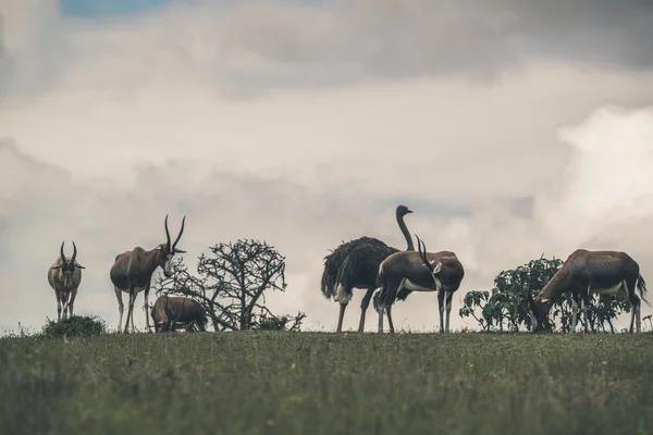 与藏羚羊和一只鸵鸟的地平线。多云的天空。南非 — 图库照片