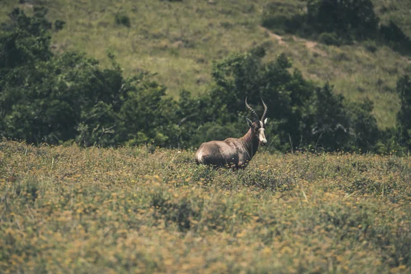 Blesbuck de pie en el campo con flores amarillas. Mpongo juego rese — Foto de Stock